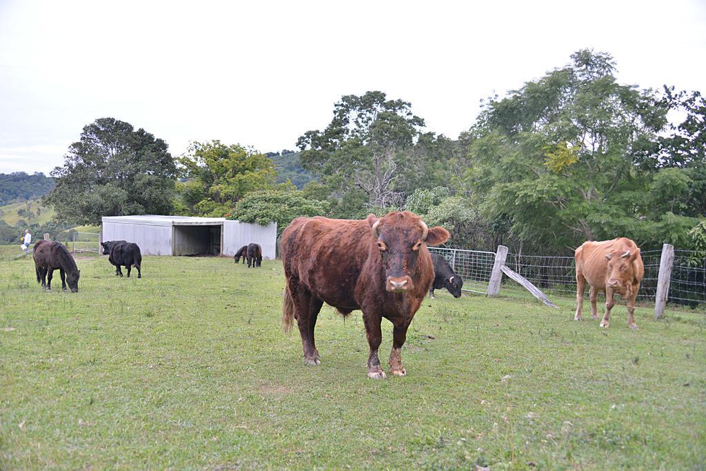 Lodge Cooroy Country Cottages *