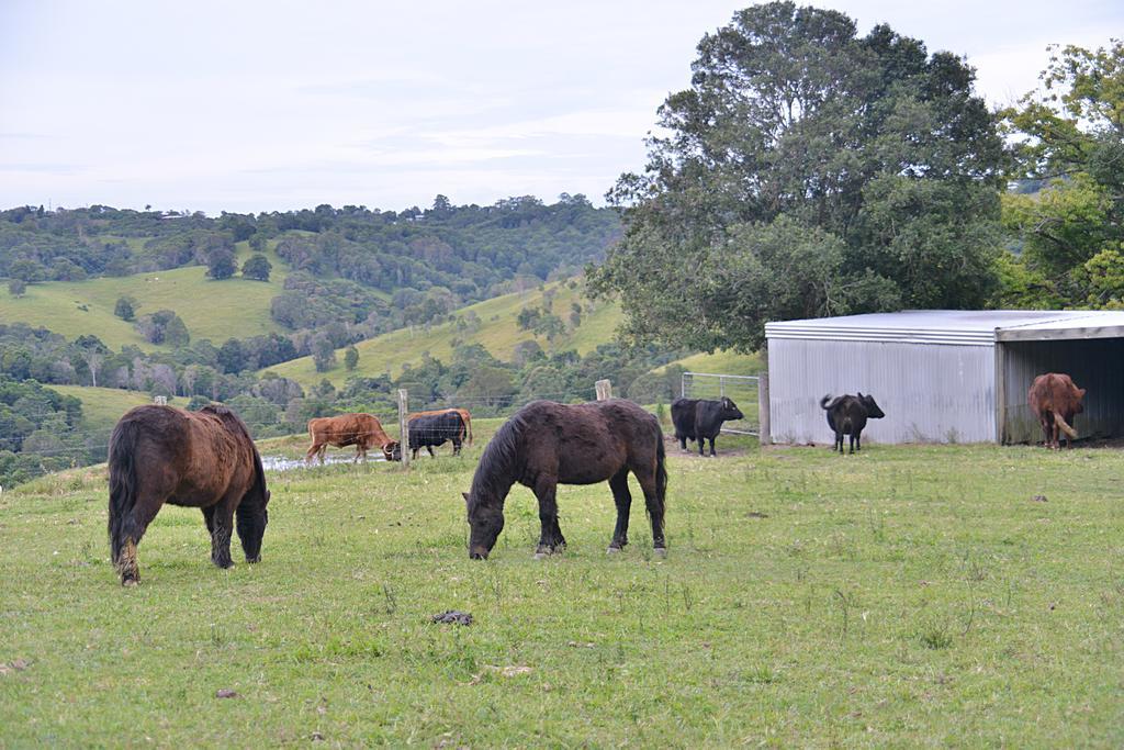 Cooroy Country Cottages