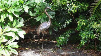 Cooroy Country Cottages * Black Mountain