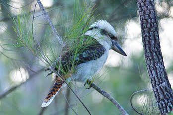 Cooroy Country Cottages Lodge