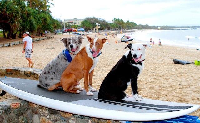 On Hasting St French Quarter Resort.noosa Heads * Noosa Heads