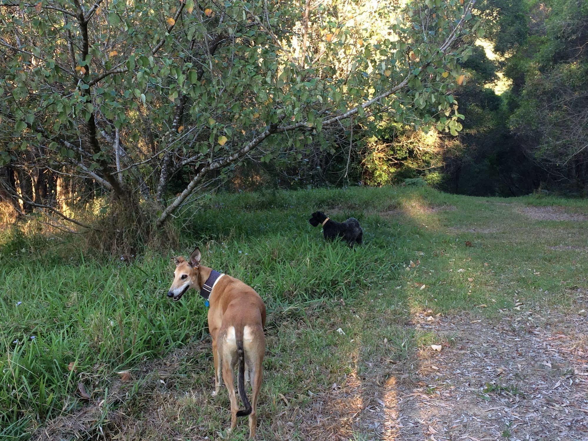 Cooroy Country Cottages