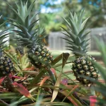 Peregian Beach Acres