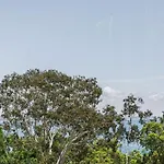 Little Cove Treetops Little Cove Magic