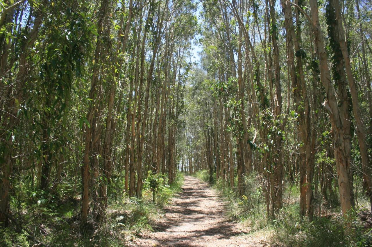 Weyba Noosa & Kangaroos