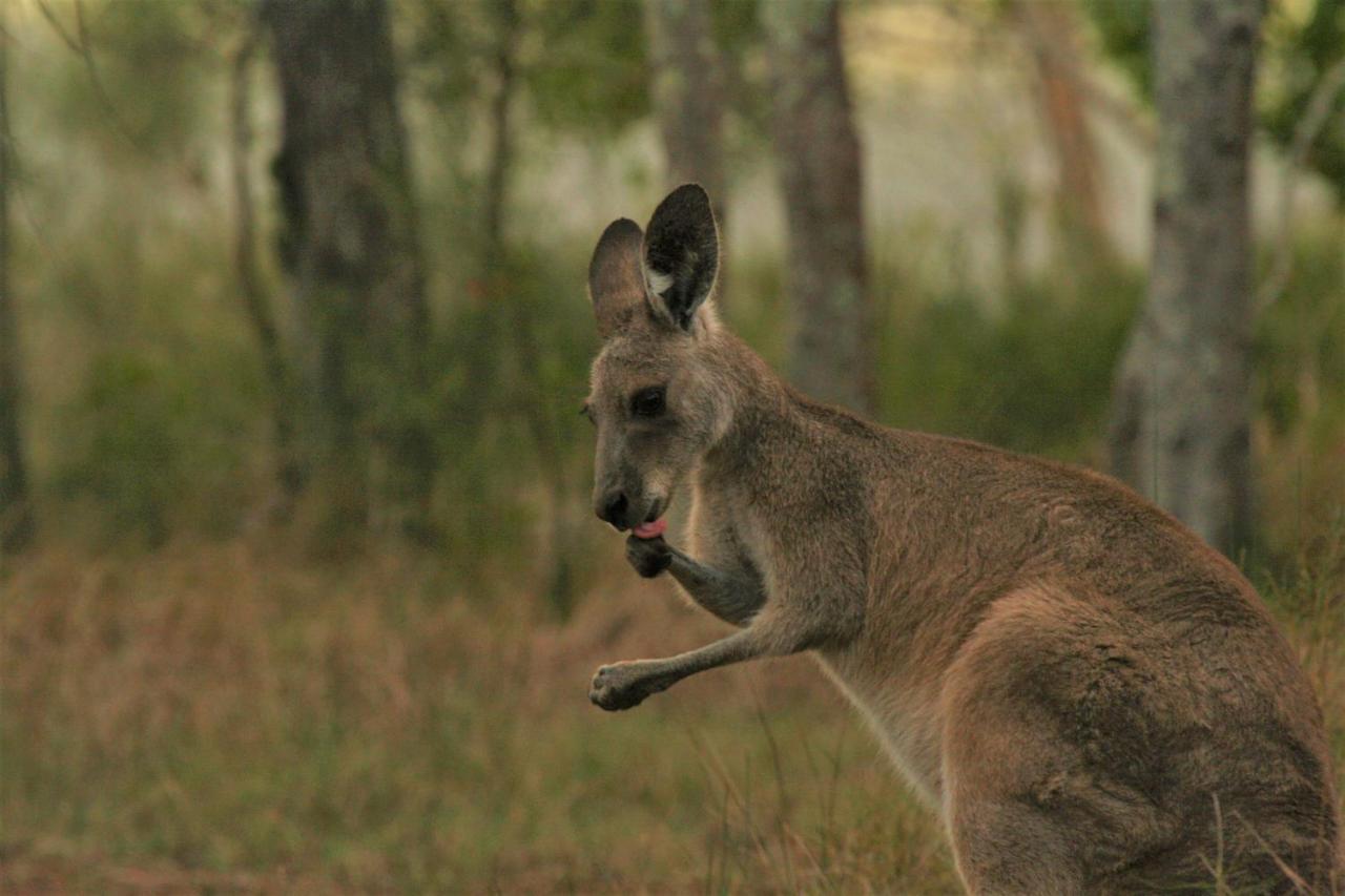 Lodge Weyba Noosa & Kangaroos Peregian Beach
