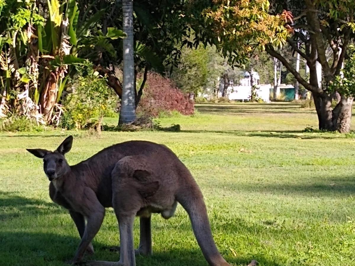 Weyba Noosa & Kangaroos Lodge Peregian Beach