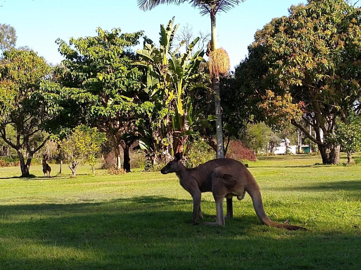 Weyba Noosa & Kangaroos Peregian Beach