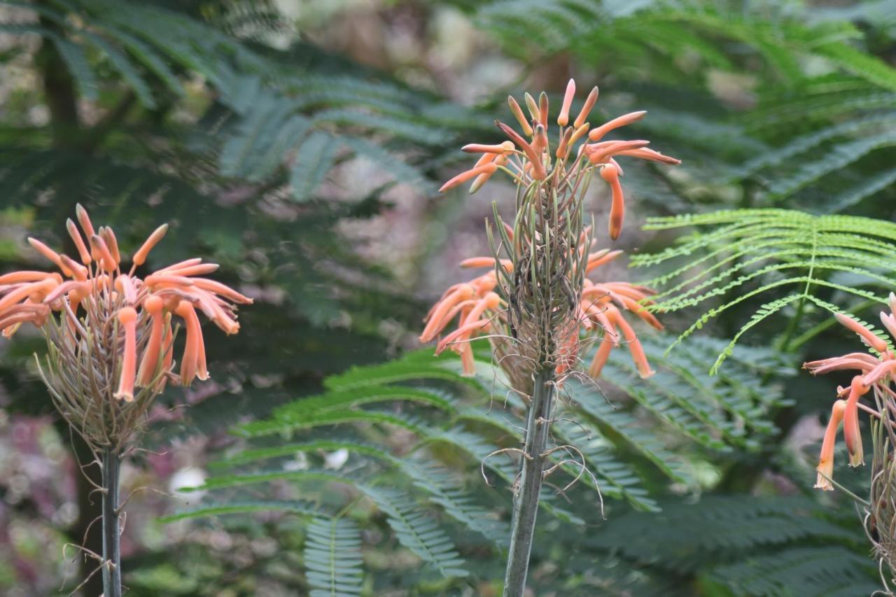 Beechs' Brook Rainforest Retreat