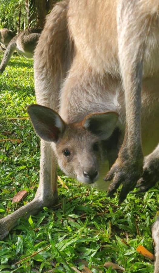 The Wake-up Call & Retreats - Noosa Hinterland * Pomona