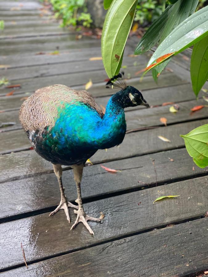 The Wake-up Call & Retreats - Noosa Hinterland Guest house