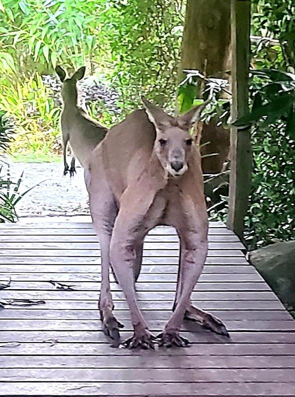 The Wake-up Call & Retreats - Noosa Hinterland Guest house Pomona