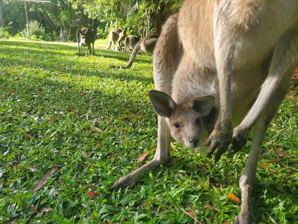 The Wake-up Call & Retreats - Noosa Hinterland