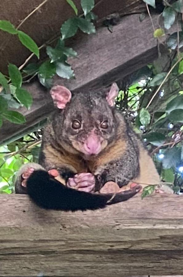 Guest house The Wake-up Call & Retreats - Noosa Hinterland