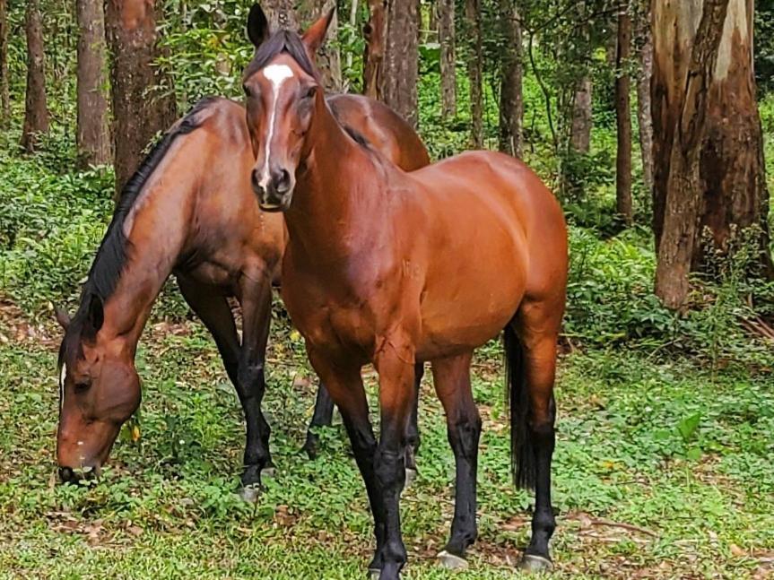The Wake-up Call & Retreats - Noosa Hinterland