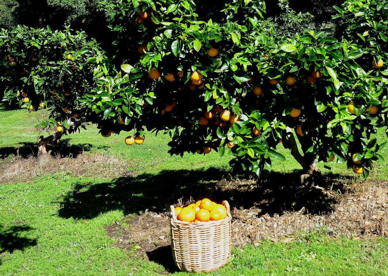 Rosecliffe Farm Pomona