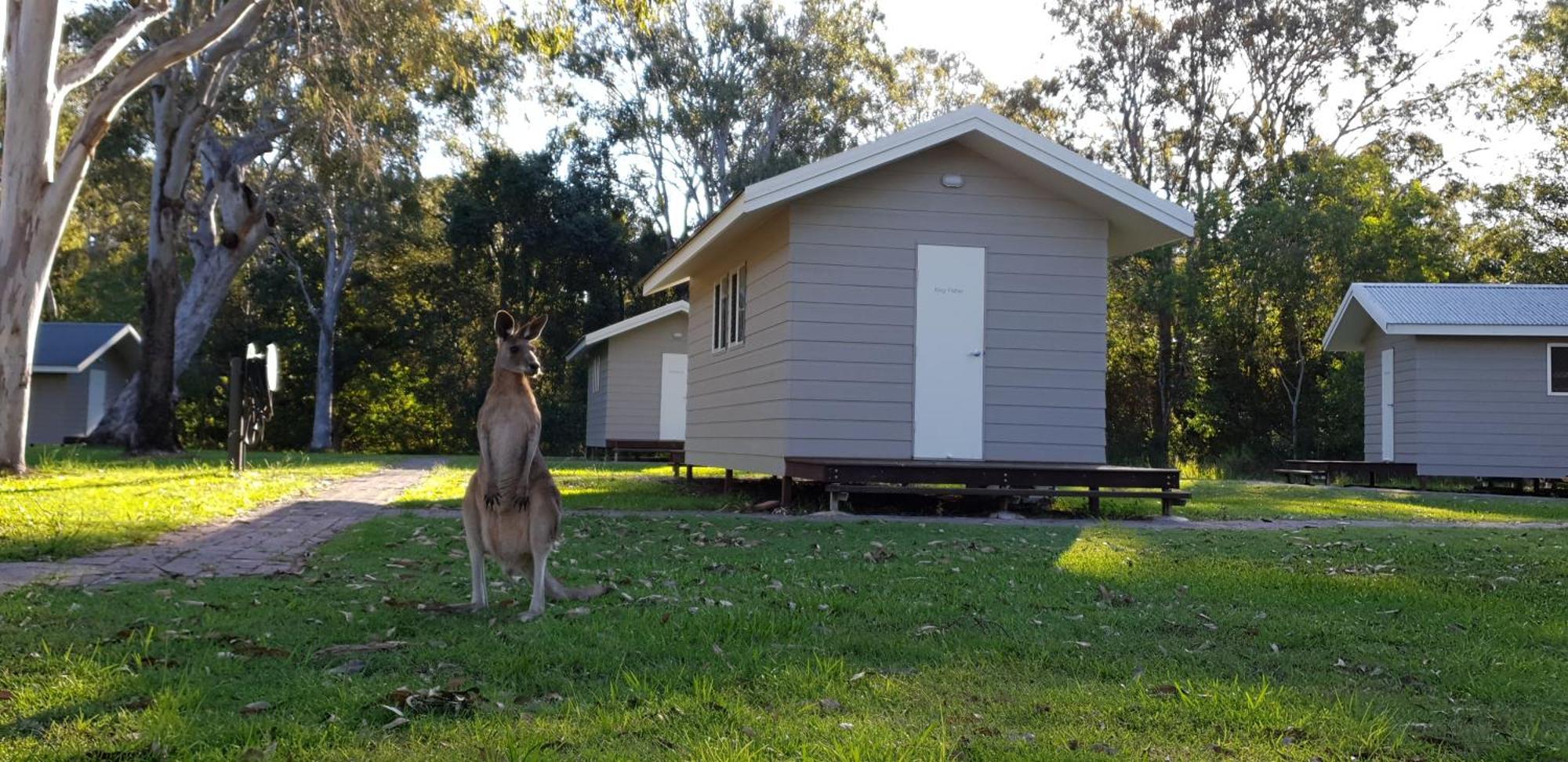 Kangarooms Noosa Everglades Albergue Cootharaba