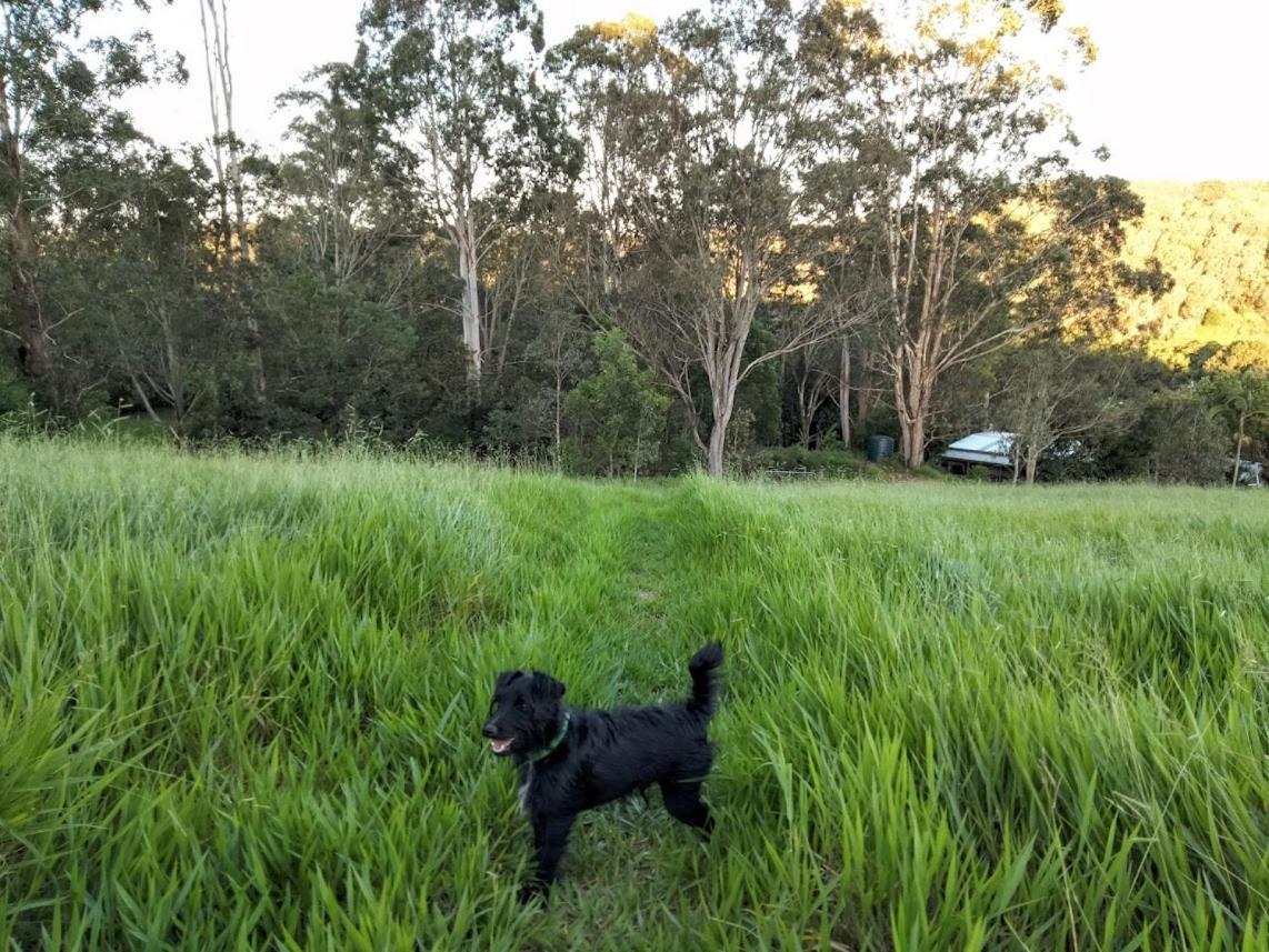 Green Hill Cottage, Heart Of Noosa Hinterland Holiday home