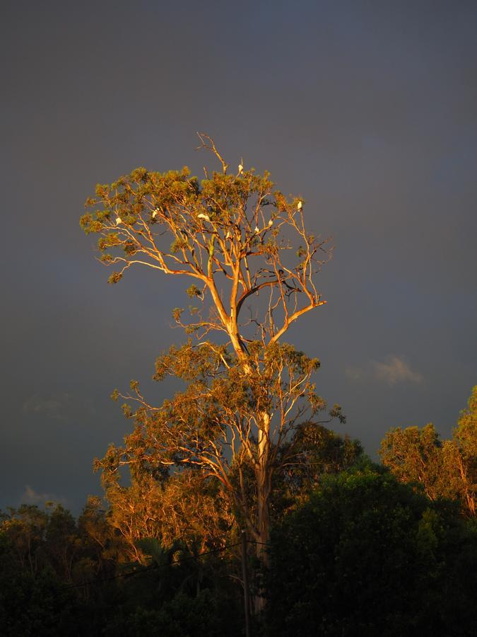 Bed & Breakfast Weyba Noosa Peregian Beach