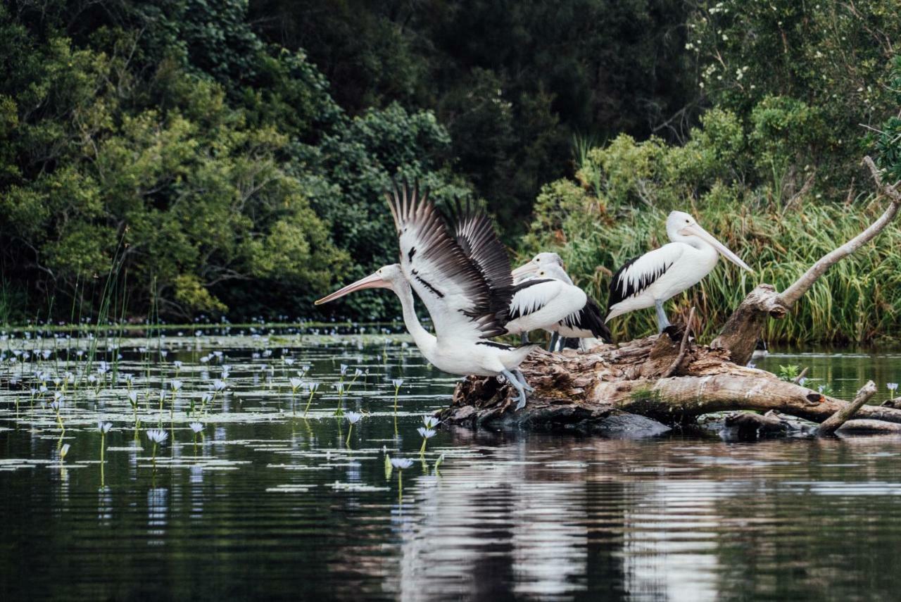 Habitat Noosa