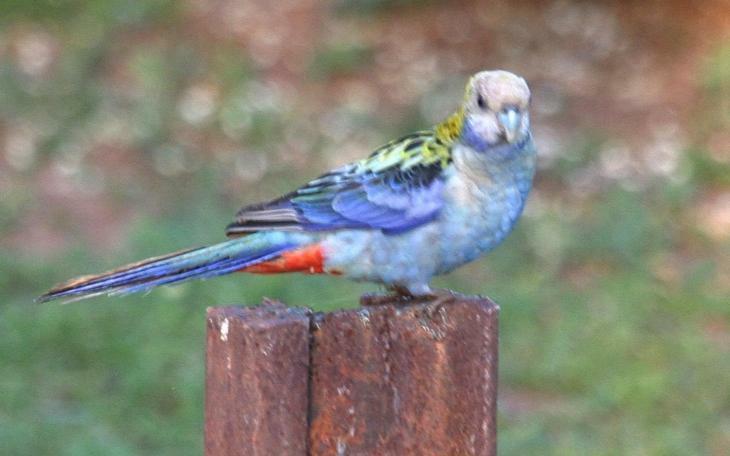 Karmya Cabin Eco-retreat * Cooroy