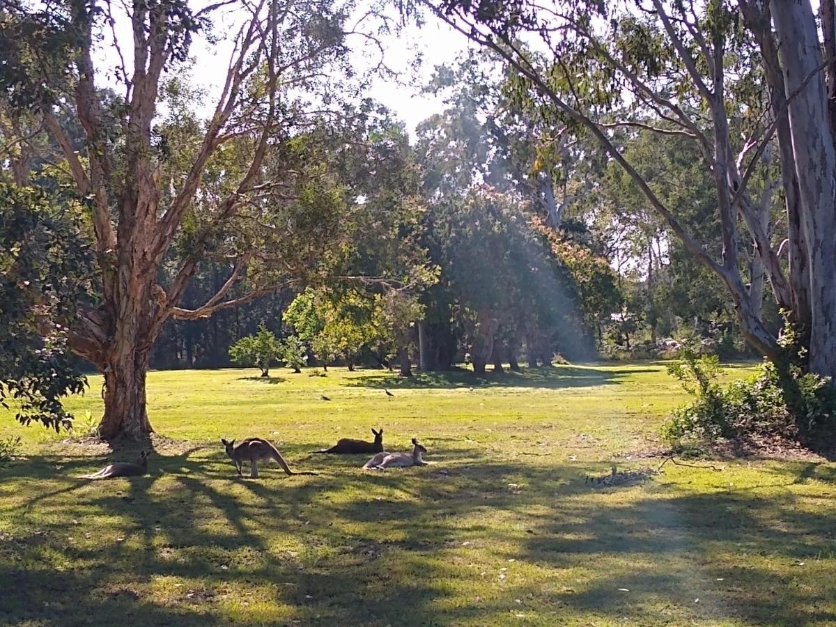 Weyba Noosa & Kangaroos *