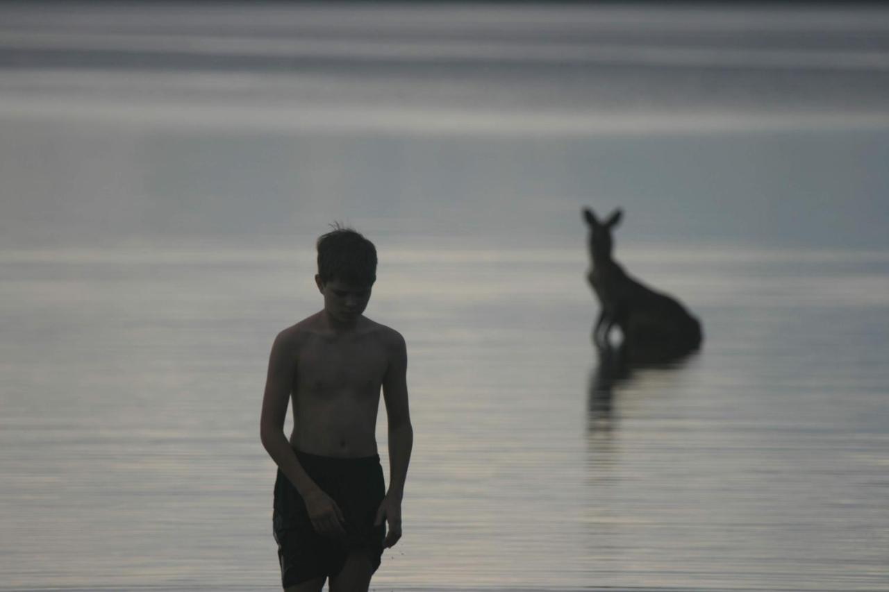 Lodge Weyba Noosa & Kangaroos Peregian Beach