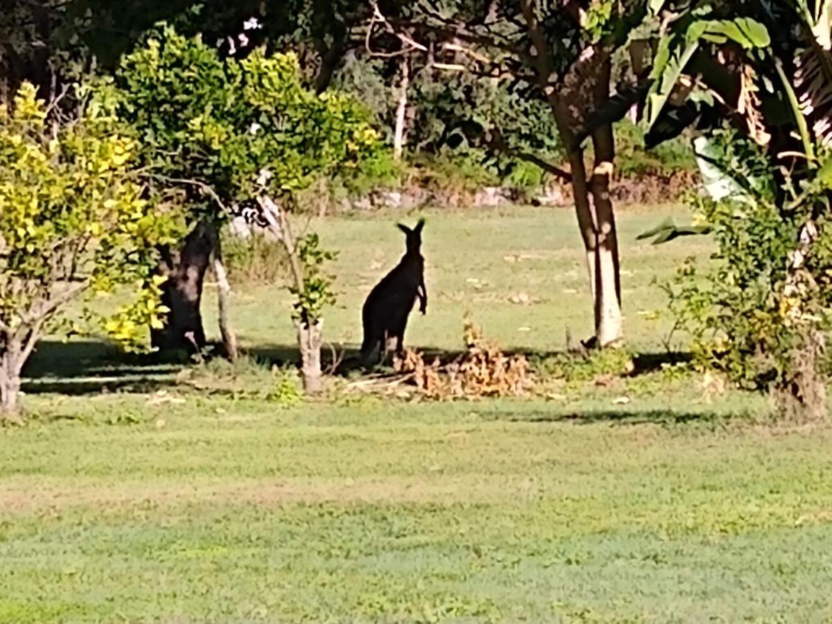 Lodge Weyba Noosa & Kangaroos