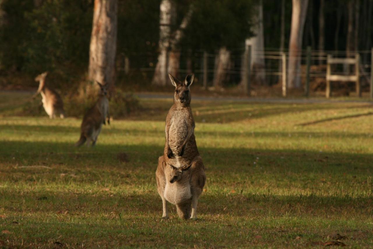 Weyba Noosa & Kangaroos Lodge *