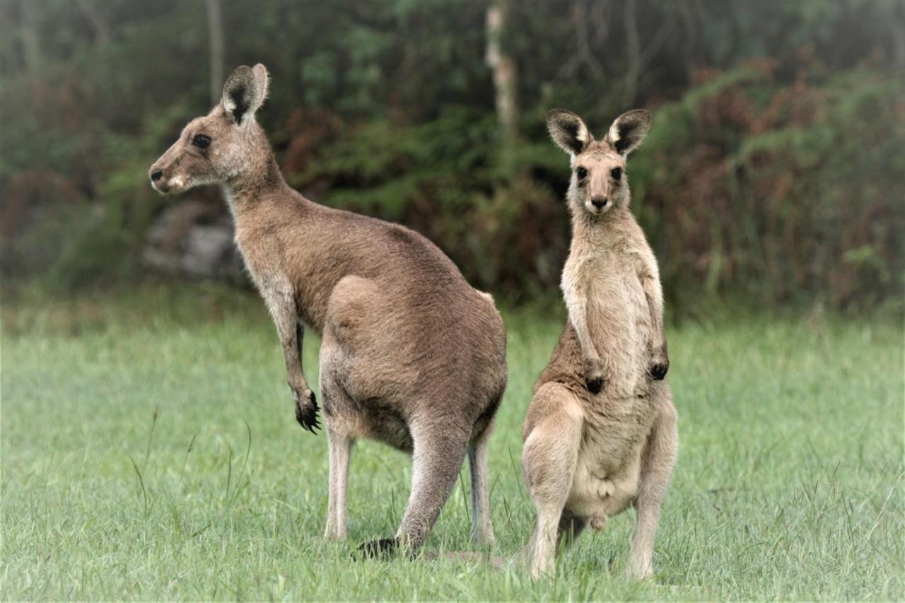 Weyba Noosa & Kangaroos Lodge