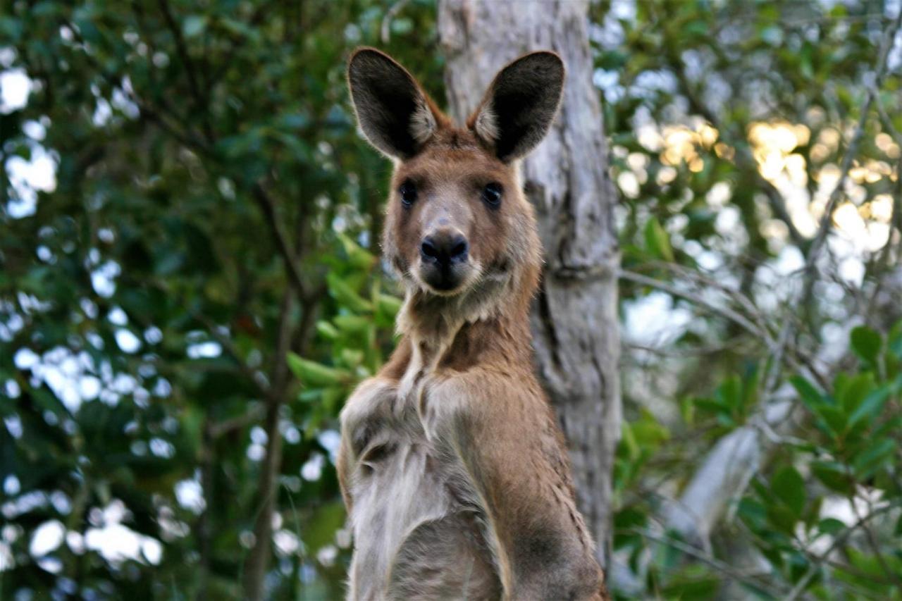 Weyba Noosa & Kangaroos * Peregian Beach