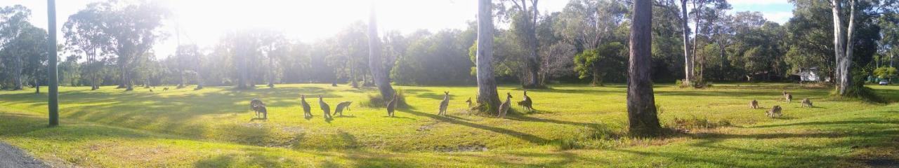 Weyba Noosa & Kangaroos
