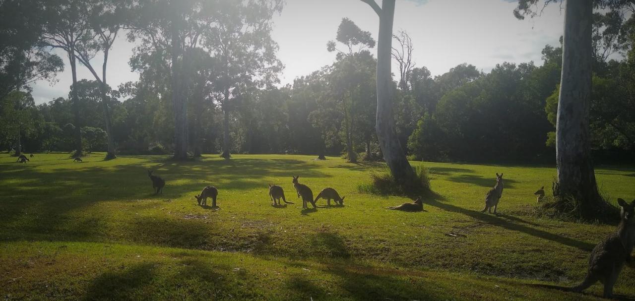 Weyba Noosa & Kangaroos *