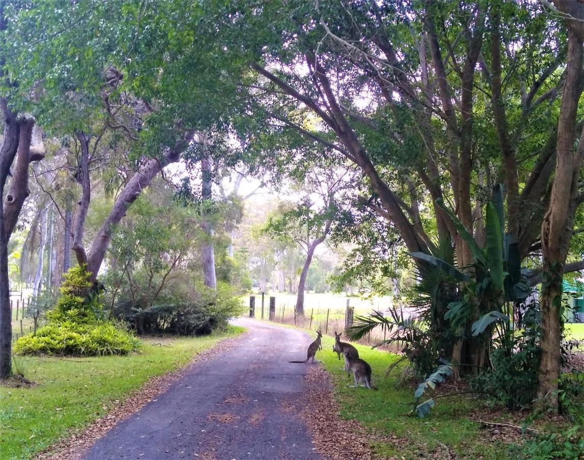 Lodge Weyba Noosa & Kangaroos *