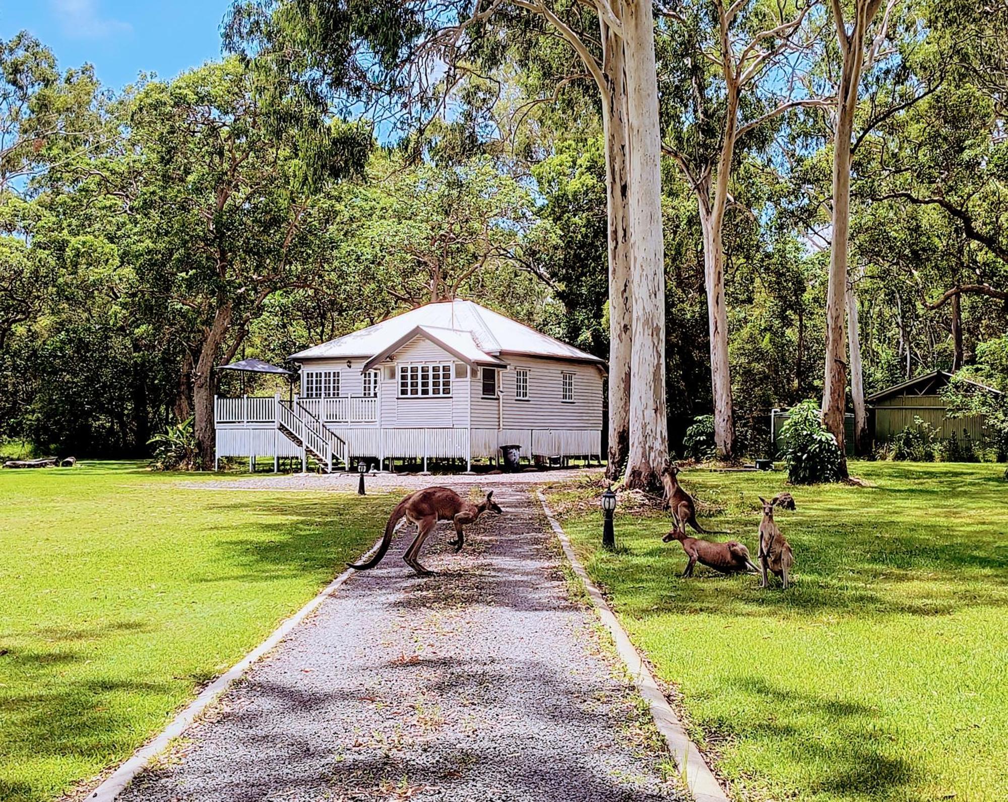 Weyba Noosa & Kangaroos